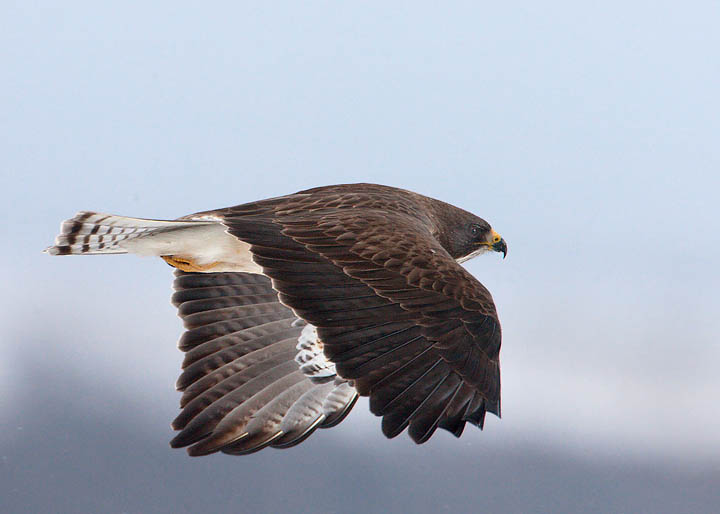 Swainson's Hawk