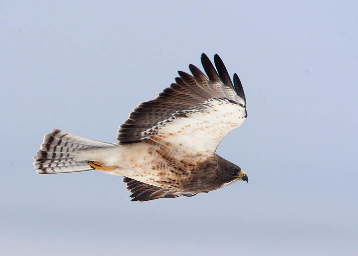 Swainson's Hawk