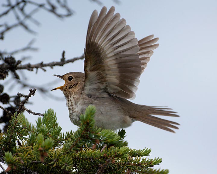 Swainson's Thrush