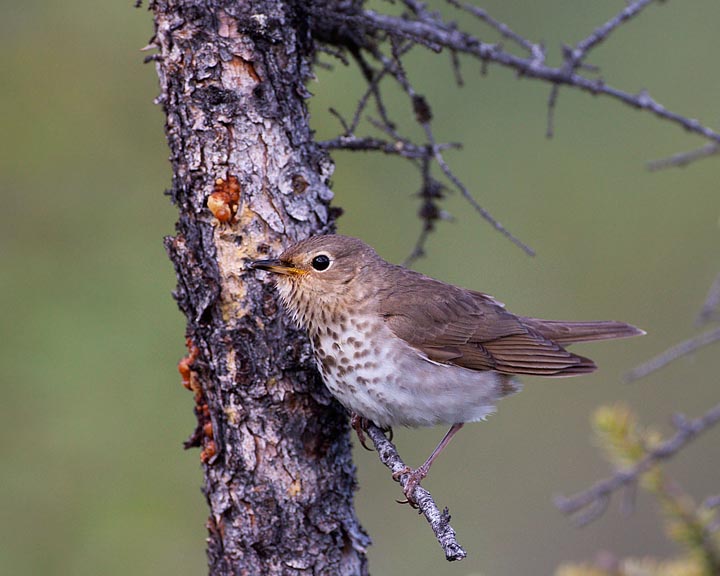 Swainson's Thrush