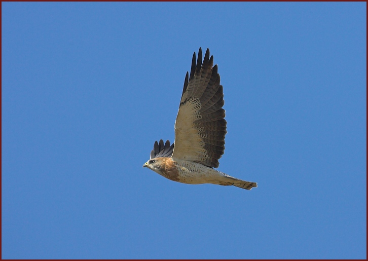 Swainson's Hawk