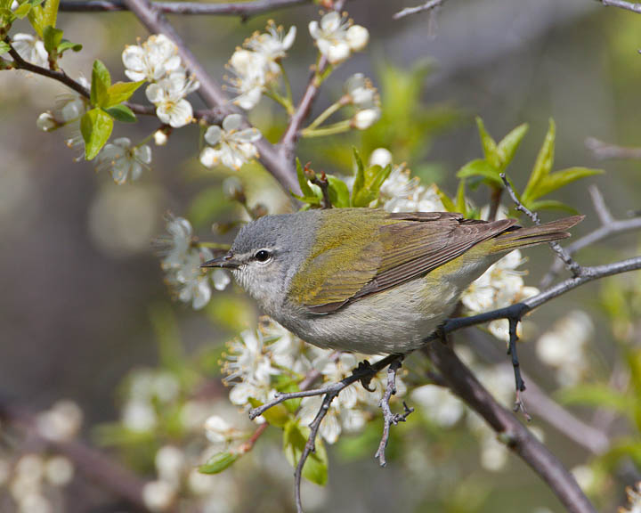 Tennessee Warbler