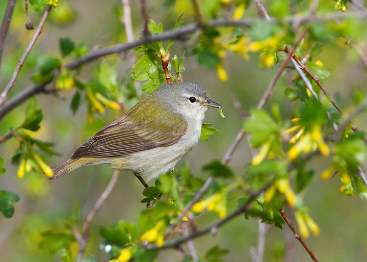 Tennessee Warbler