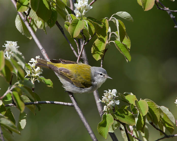 Tennessee Warbler