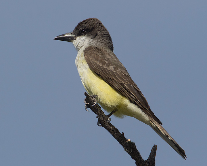 Thick-billed Kingbird