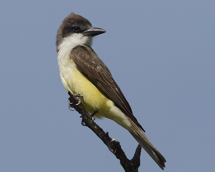 Thick-billed Kingbird