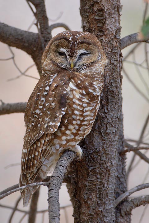 Mexican Spotted Owl