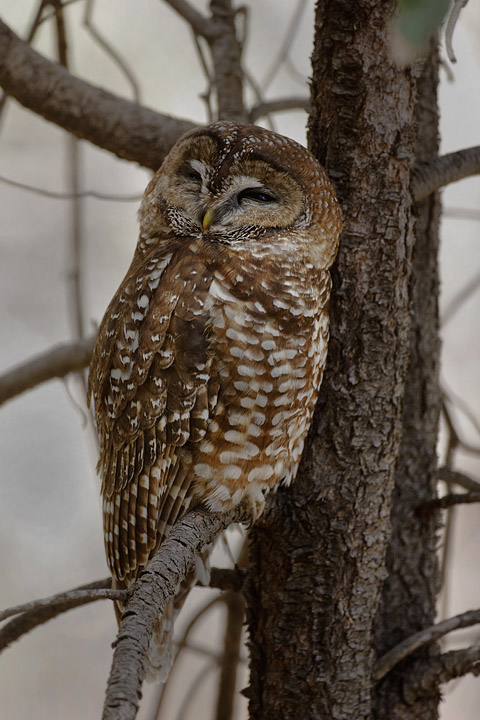 Mexican Spotted Owl