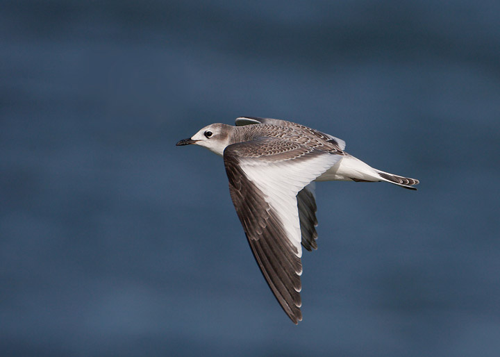 Sabine's Gull