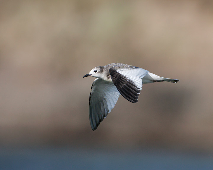 Sabine's Gull