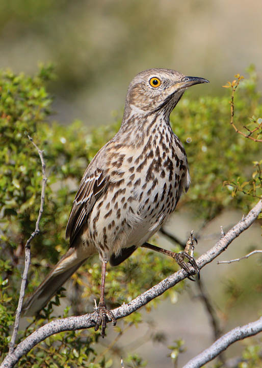 sage thrasher