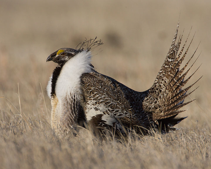 sage grouse