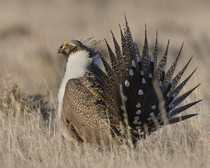 sage grouse