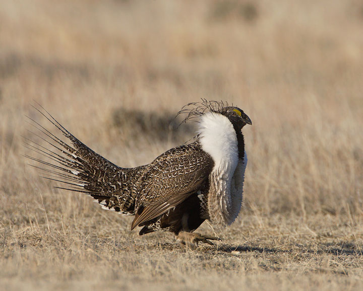 sage grouse