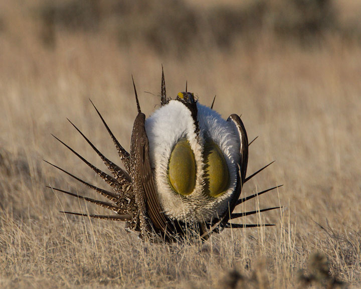 sage grouse