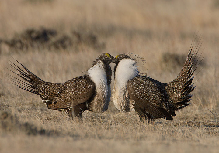 sage grouse