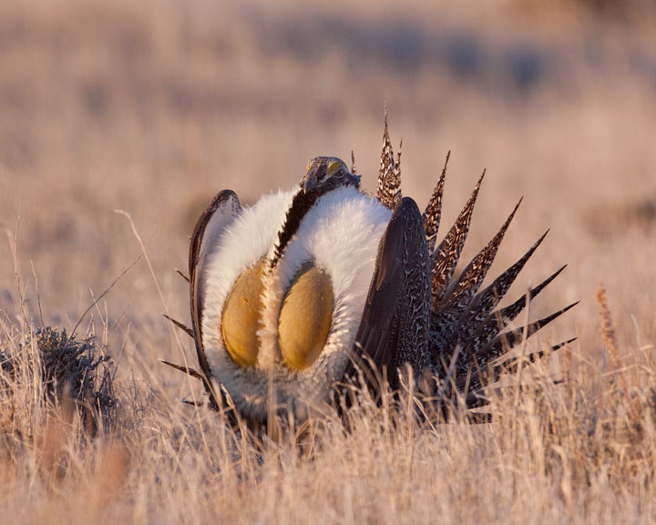 sage grouse