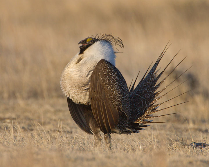 sage grouse