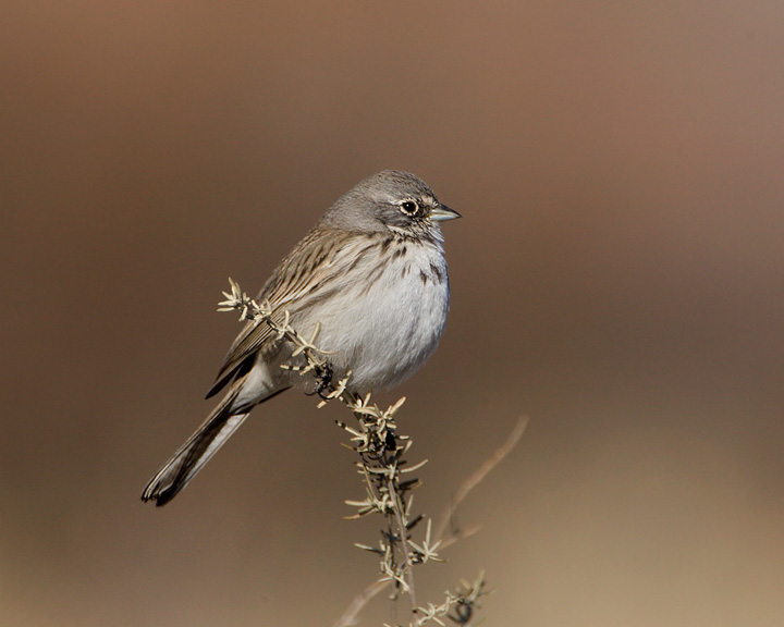 sagebrush sparrow