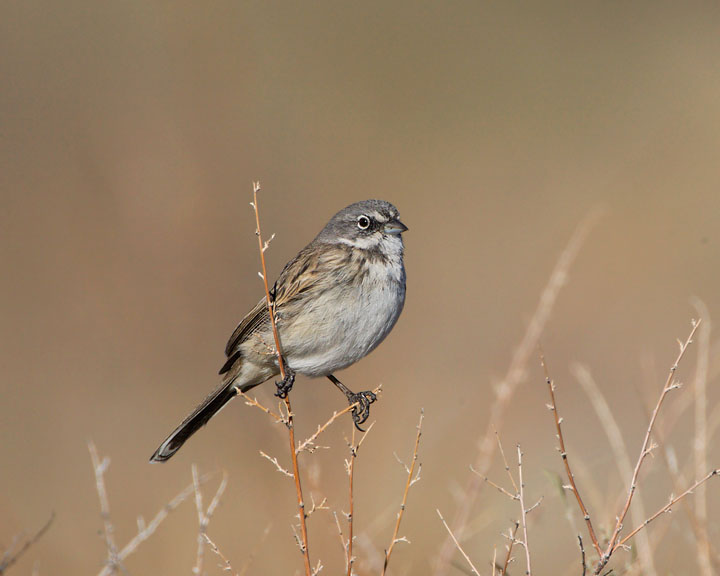 sagebrush sparrow