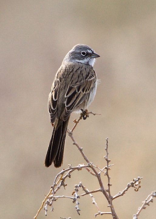 sagebrush sparrow