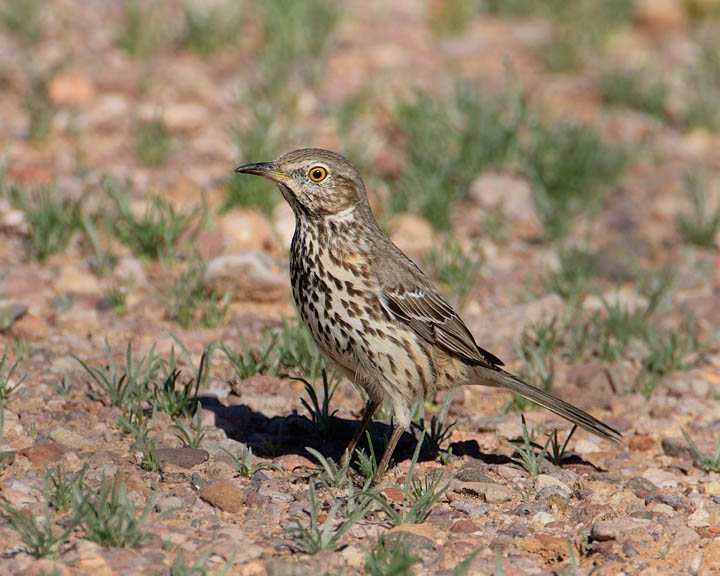 sage thrasher