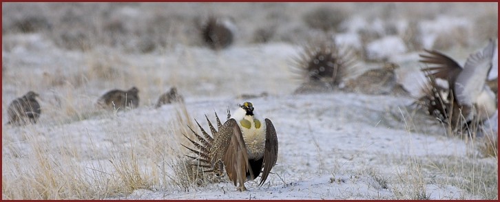 sage grouse