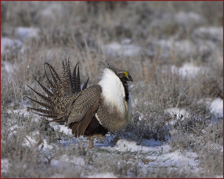 sage grouse