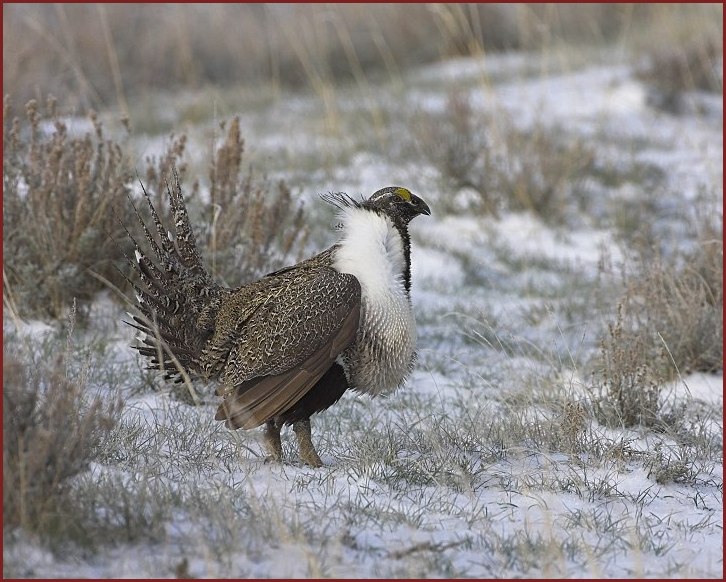 sage grouse