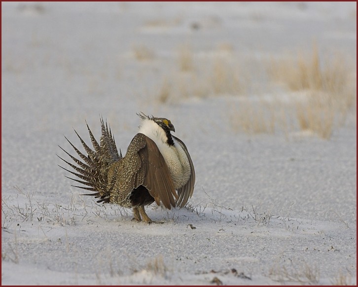 sage grouse