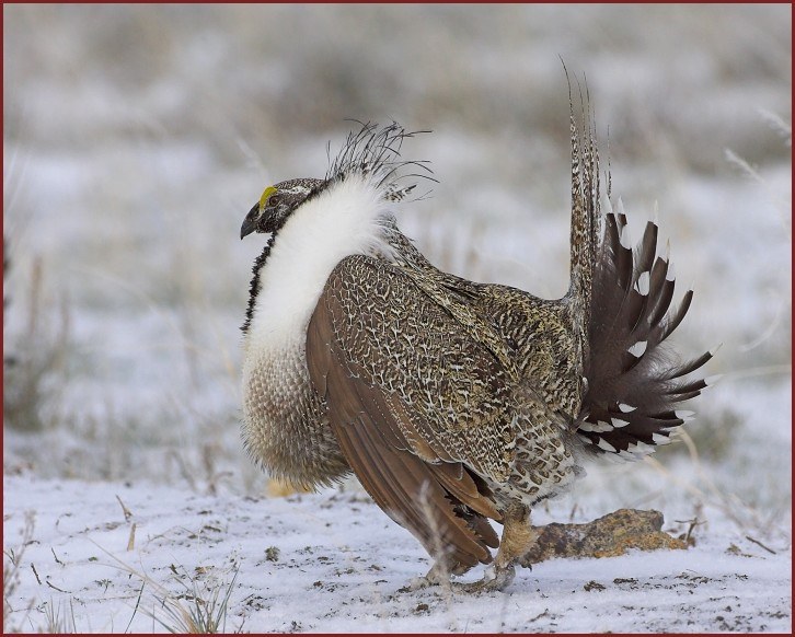 sage grouse