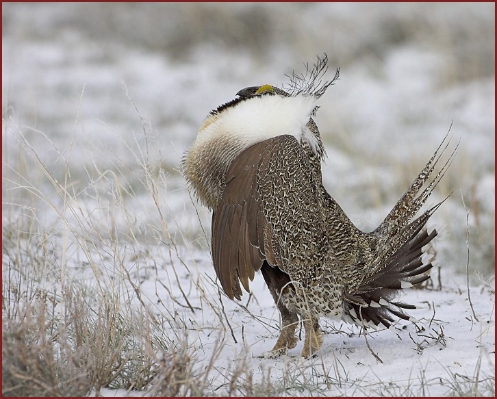 sage grouse