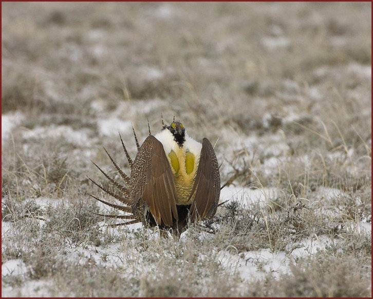 sage grouse