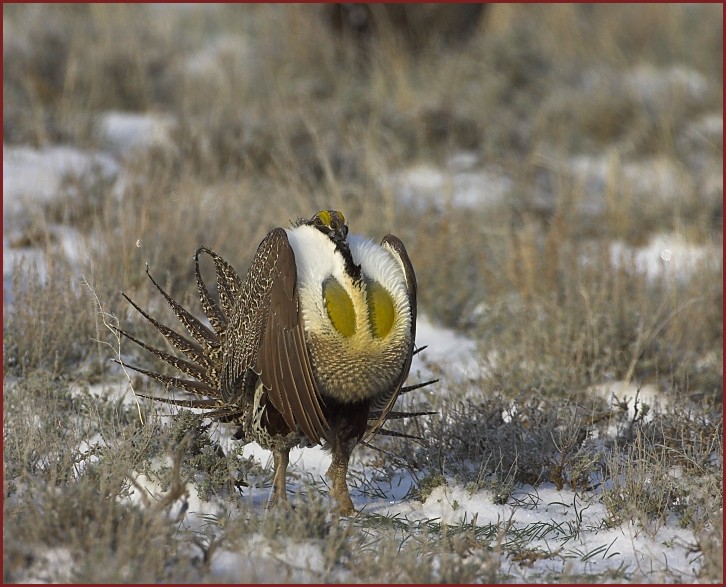 sage grouse