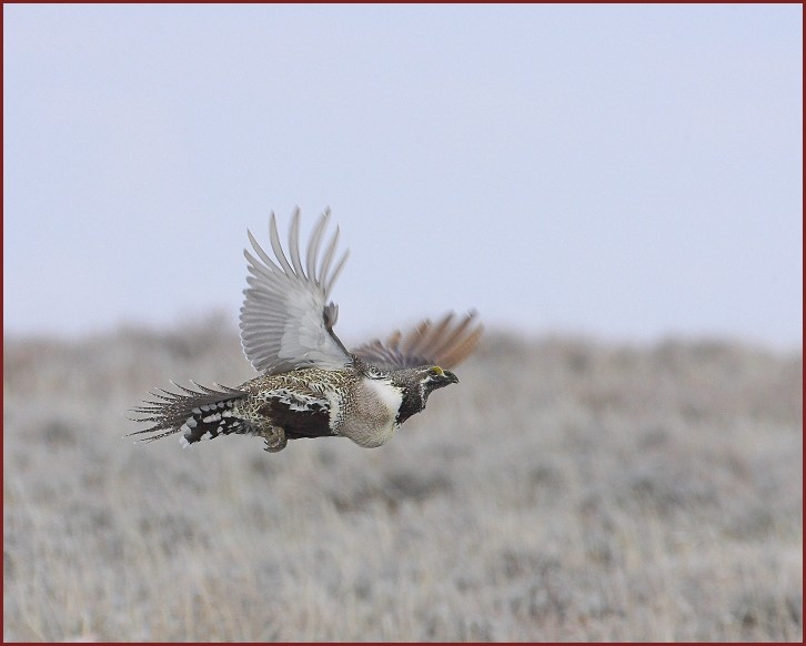 sage grouse