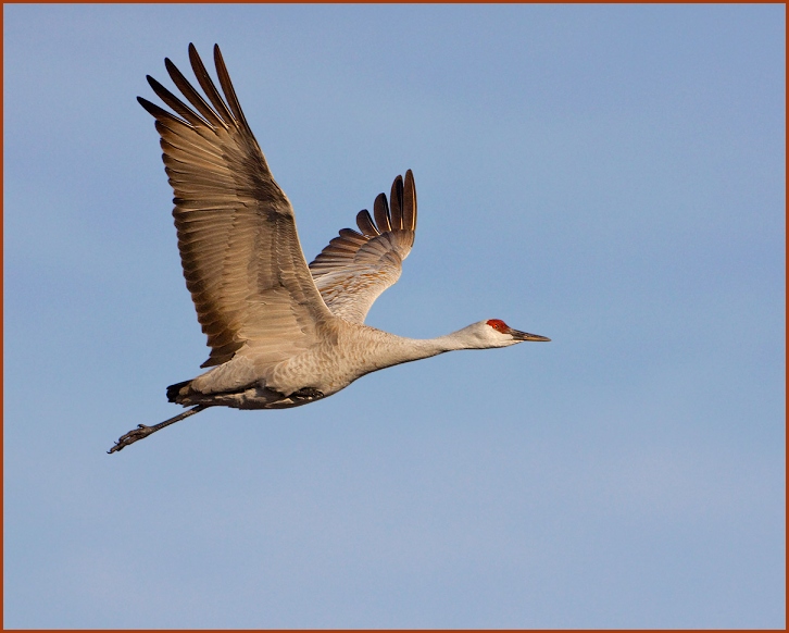 sandhil crane