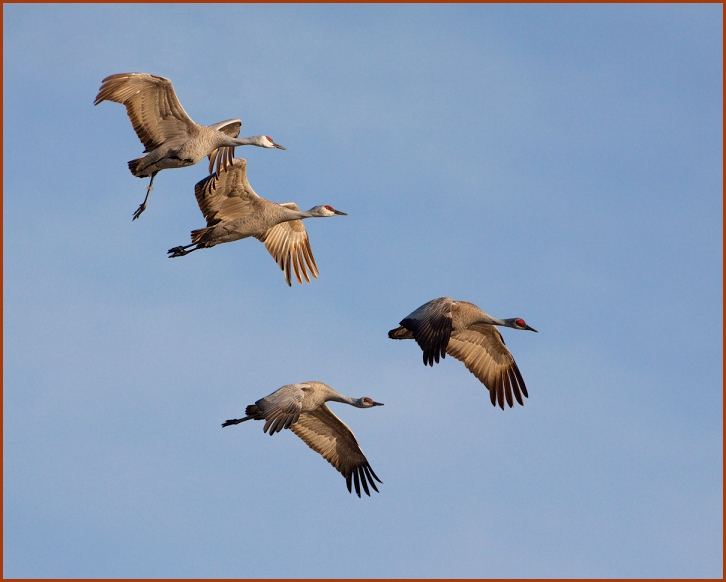 sandhill crane