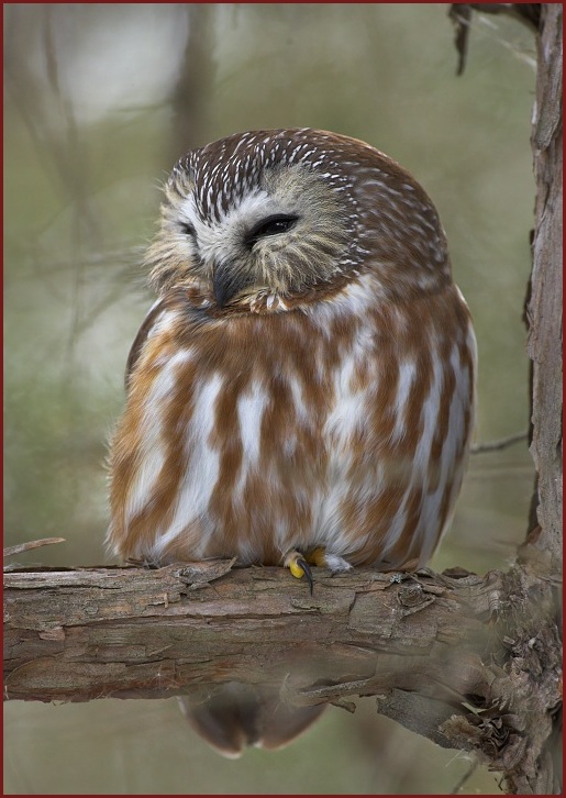 northern saw-whet owl