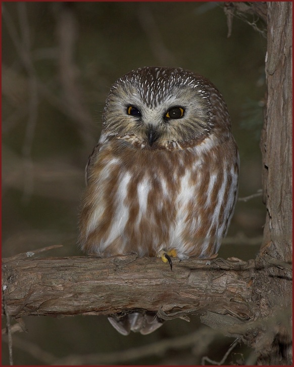 northern saw-whet owl