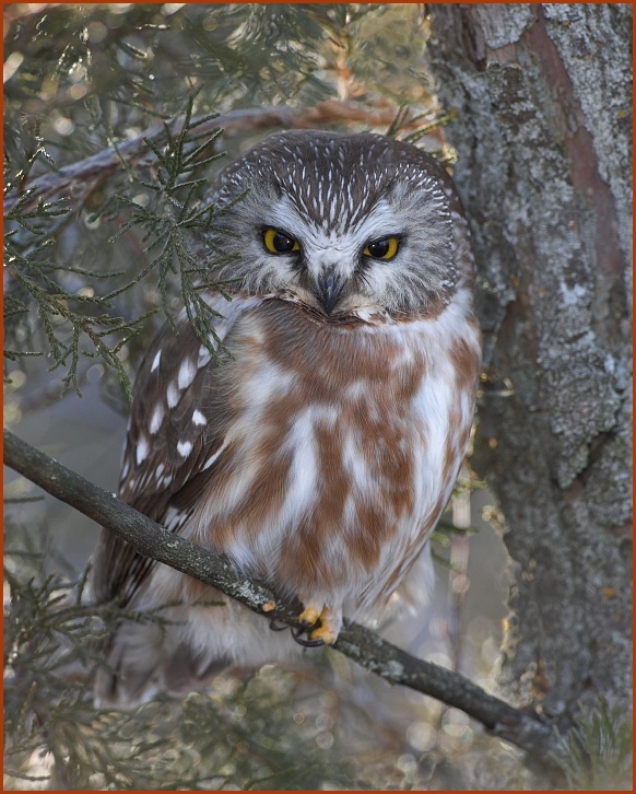 northern saw-whet owl