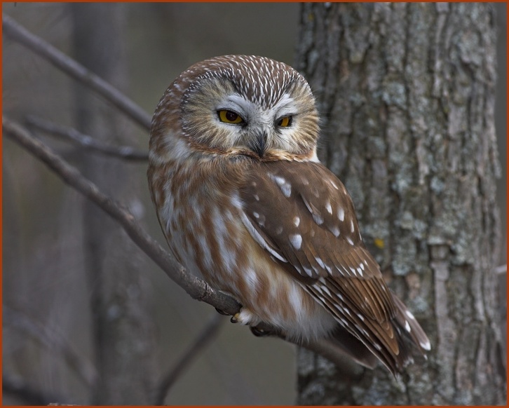 northern saw-whet owl