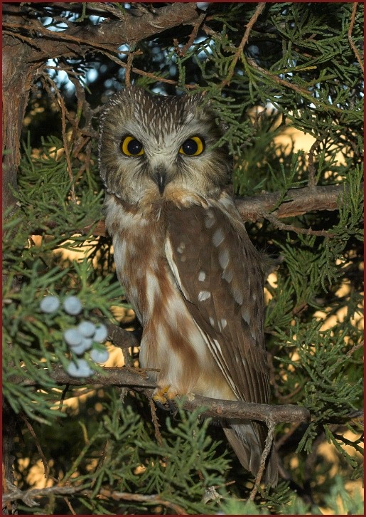 northern saw-whet owl