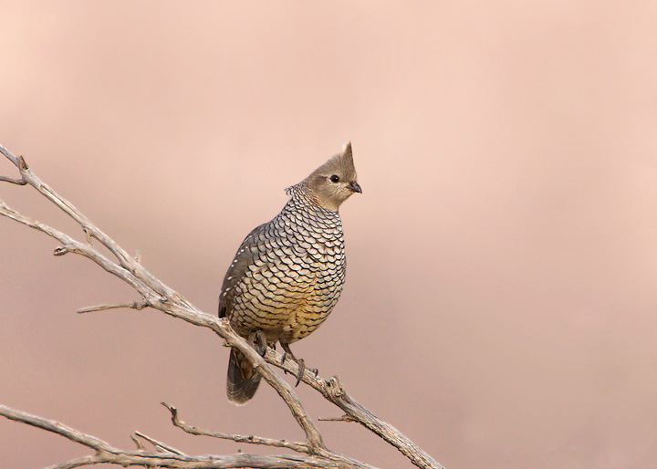 Scaled Quail