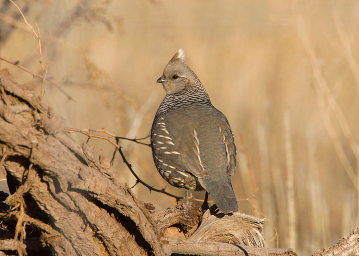 Scaled Quail