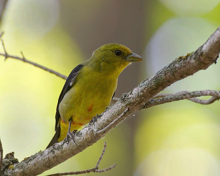 Scarlet Tanager