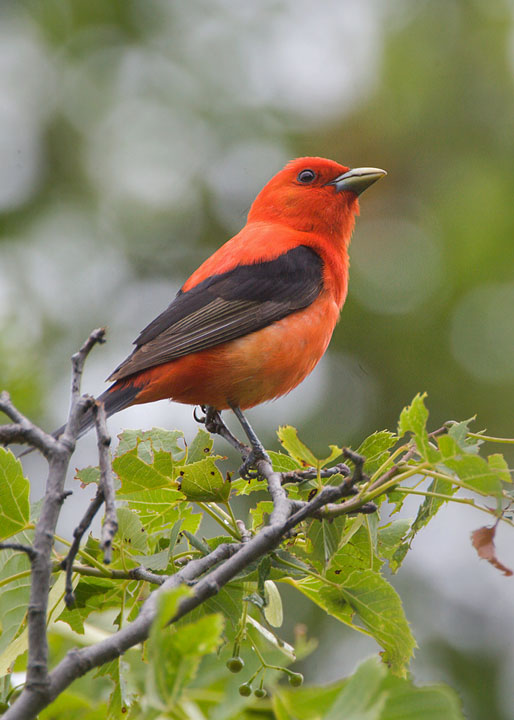 Scarlet Tanager