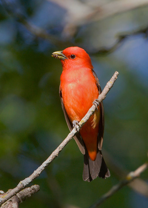 Scarlet Tanager