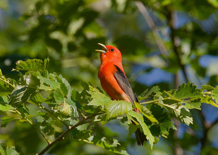 Scarlet Tanager