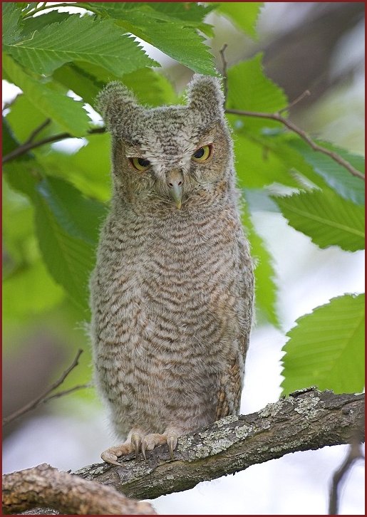 eastern screech-owl