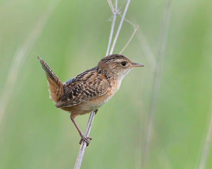 sedge wren